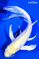 10.25" LEMON HARIWAKE BUTTERFLY