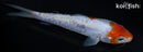 4.25" ARAGOKE OCHIBA SHIGURE