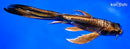 8.75" DOITSU KIN KABUTO BUTTERFLY
