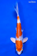 9" GINRIN HARIWAKE