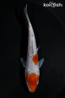 4.25" ARAGOKE OCHIBA SHIGURE