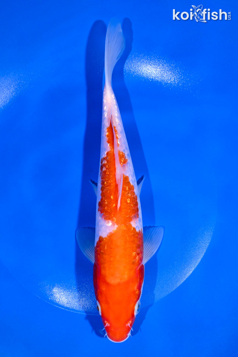 9" GINRIN KOHAKU