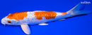 9" GINRIN HARIWAKE
