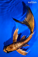 8.75" DOITSU KIN KABUTO BUTTERFLY