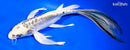 10.75" KIKOKURYU BUTTERFLY