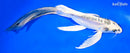 10.75" KIKOKURYU BUTTERFLY