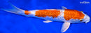 9" GINRIN HARIWAKE