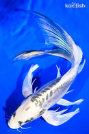 10.75" KIKOKURYU BUTTERFLY