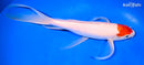 10.75" KOHAKU BUTTERFLY