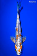 10" BENI KIKOKURYU