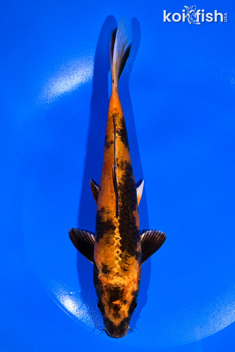 7.75" KIN HI UTSURI