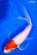 10.75" KOHAKU BUTTERFLY