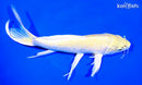 9.5" LEMON HARIWAKE BUTTERFLY