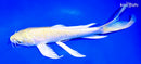 9.5" LEMON HARIWAKE BUTTERFLY