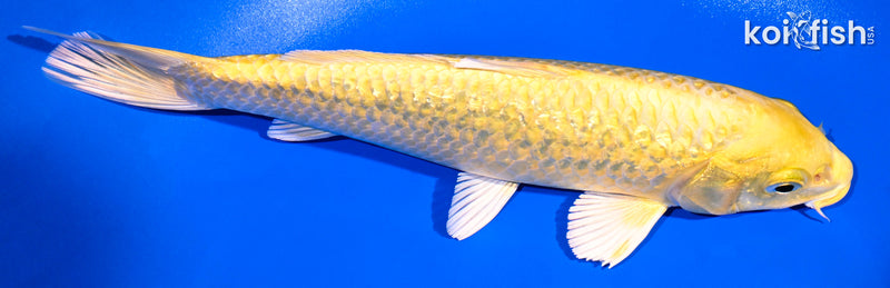 8" GINRIN YAMABUKI OGON