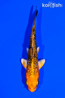 4.5" DOITSU ORENJI BEKKO