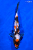 8.75" SHOWA