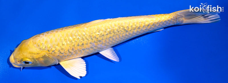 8" GINRIN YAMABUKI OGON