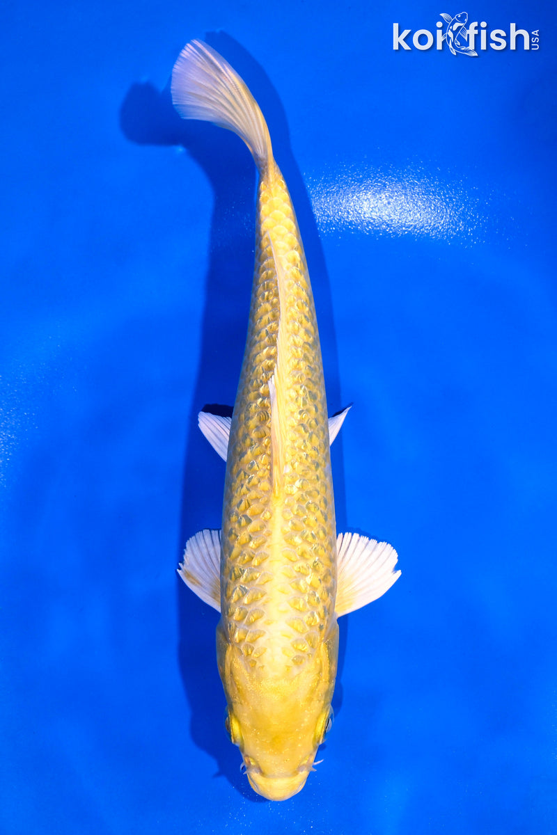 8" GINRIN YAMABUKI OGON