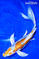 11.25" BENI KIKOKURYU BUTTERFLY