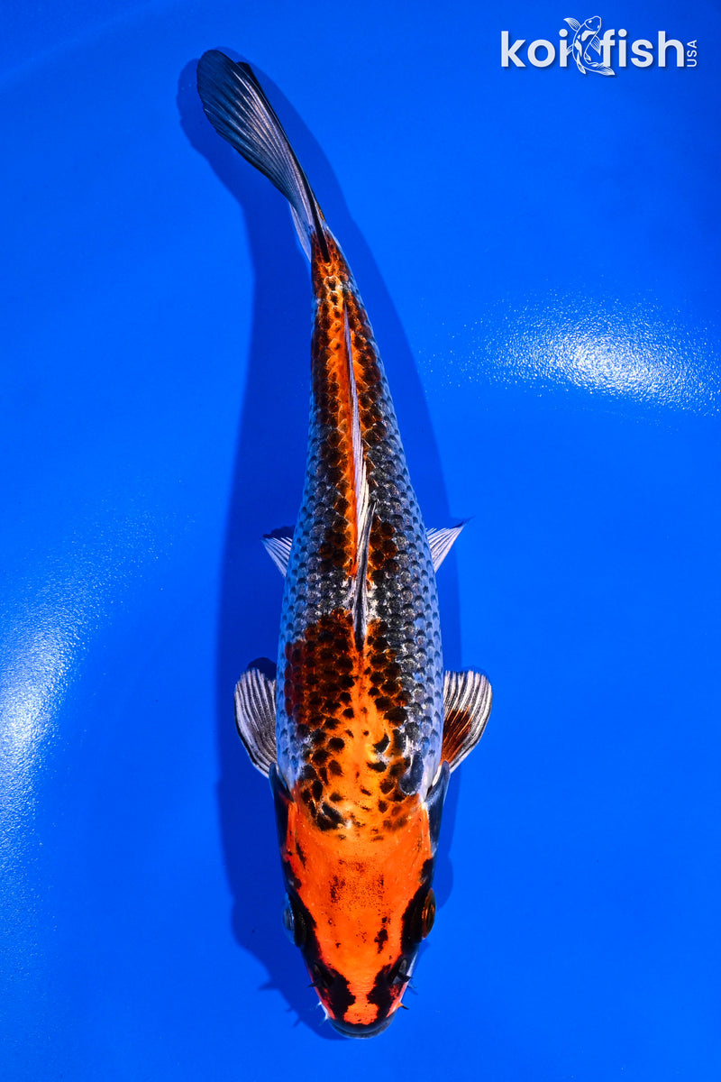 7.75" KUJAKU