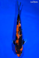 10" HI SHOWA