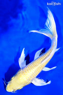 9.5" LEMON HARIWAKE BUTTERFLY