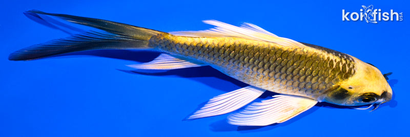 5.5" KI MATSUBA BUTTERFLY