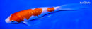 6.75" GINRIN KOHAKU BUTTERFLY