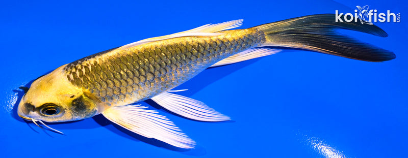 5.5" KI MATSUBA BUTTERFLY