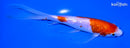 6.75" GINRIN KOHAKU BUTTERFLY