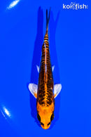4.75" DOITSU ORENJI MATSUBA
