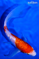 6.75" GINRIN KOHAKU BUTTERFLY