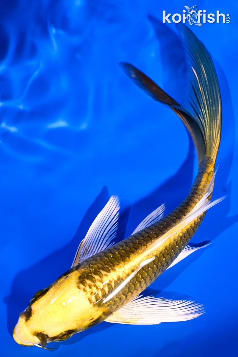 5.5" KI MATSUBA BUTTERFLY