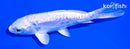 4.25" DOITSU GINRIN PLATINUM OGON