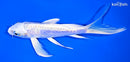 6.75" DOITSU PLATINUM OGON BUTTERFLY