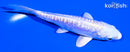 4.25" DOITSU GINRIN PLATINUM OGON