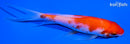 5.5" KOHAKU BUTTERFLY