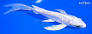 6.75" DOITSU PLATINUM OGON BUTTERFLY