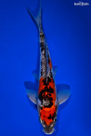 10" DOITSU GOSHIKI