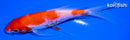 5.5" KOHAKU BUTTERFLY