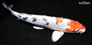 13.5" HEISEI NISHIKI