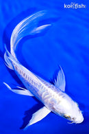 6.75" DOITSU PLATINUM OGON BUTTERFLY