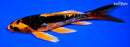 7.25" DOITSU ORENJI MATSUBA BUTTERFLY