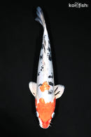 13.5" HEISEI NISHIKI