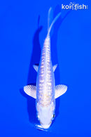 4.25" DOITSU GINRIN PLATINUM OGON