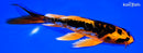 7.25" DOITSU ORENJI MATSUBA BUTTERFLY