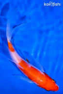 5.5" KOHAKU BUTTERFLY