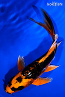 7.25" DOITSU ORENJI MATSUBA BUTTERFLY