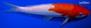 9.75" DOITSU KOHAKU